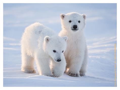 PBTwins8029_Apr20_2013: Romp and Roll Twins: Polar Bear Cubs: Chris ...