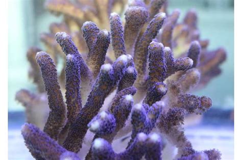 Scientists' findings suggest corals will withstand climate change