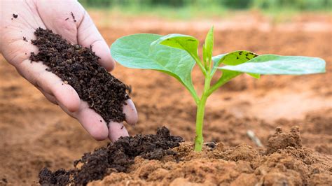 Vermicompost Makes Your Garden Grow | Homegrown | NC State University