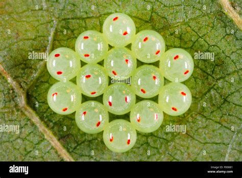 Pentatomidae Eggs Stock Photos & Pentatomidae Eggs Stock Images - Alamy