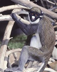 Nigerian Monkeys Drop Hints on Language Origin - The New York Times