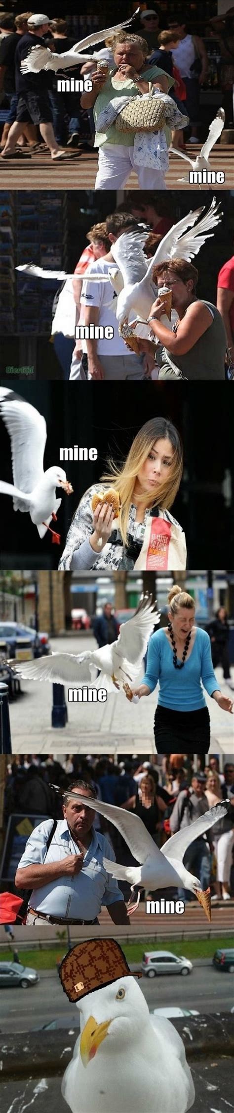 Seagull - www.meme-lol.com | Memes, Funny pictures, Best memes