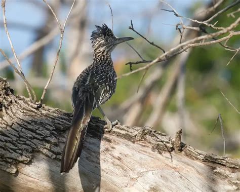 Greater Roadrunner - Facts, Diet, Habitat & Pictures on Animalia.bio