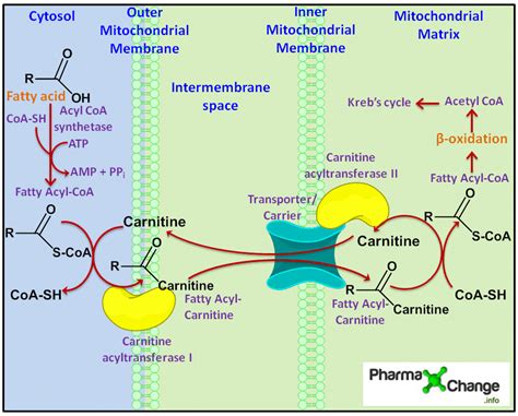 Activation and Transportation of Fatty Acids to the Mitochondria via the Carnitine Shuttle with ...