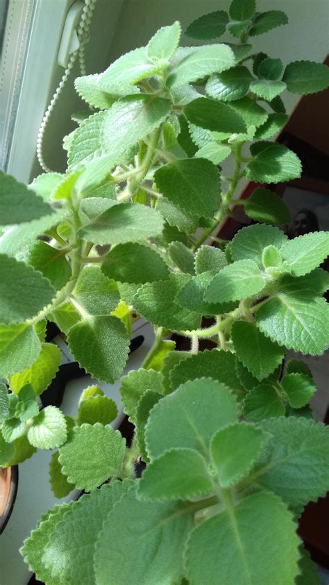 Which genus of Plectranthus is this? : r/whatsthisplant