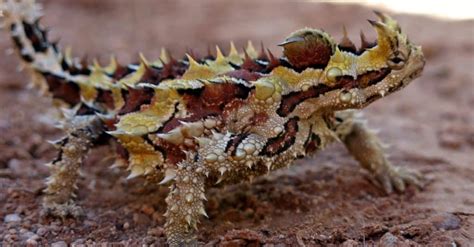 10 Incredible Thorny Devil Facts - A-Z Animals