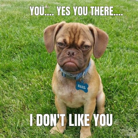 10 Angry Dog Meme That Hilarious Page 2 Of 3 Petpress - vrogue.co
