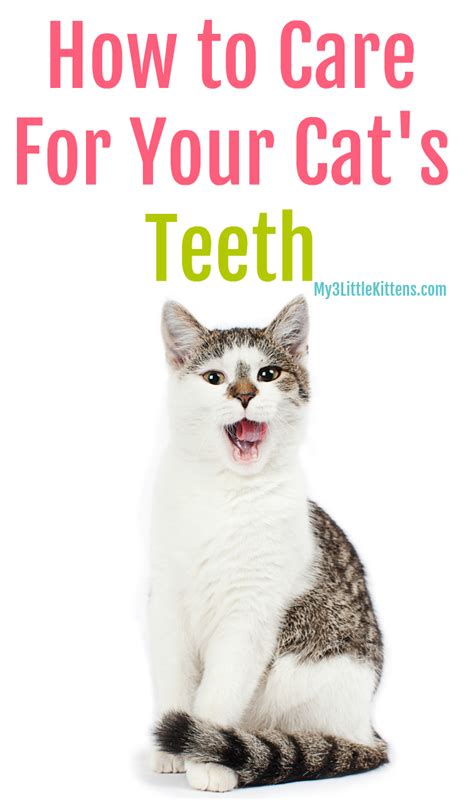 How to Care For Your Cat's Teeth | Cat care, Cats, Pet health