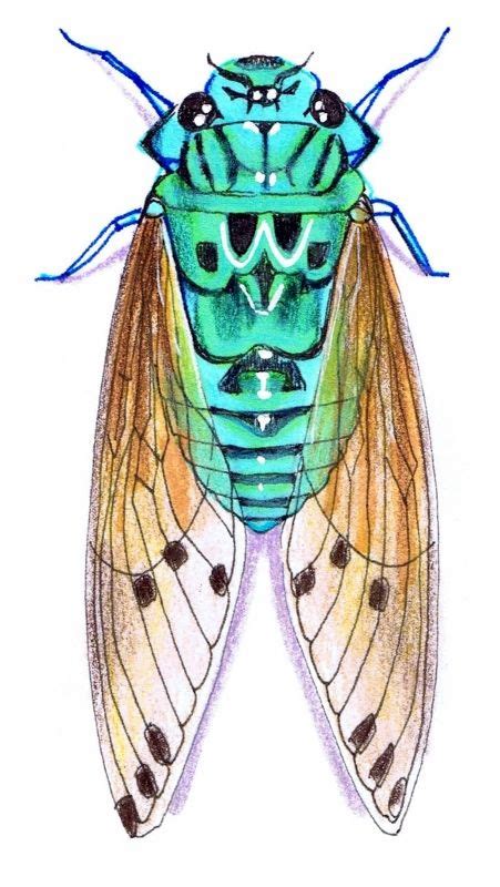 Drawing by Vicky Pratt. Cicada Zammara. teal / turquoise. Find me on Facebook Vicky Pratt ...