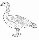 Goose coloring pages To Download And Print For Free sketch template