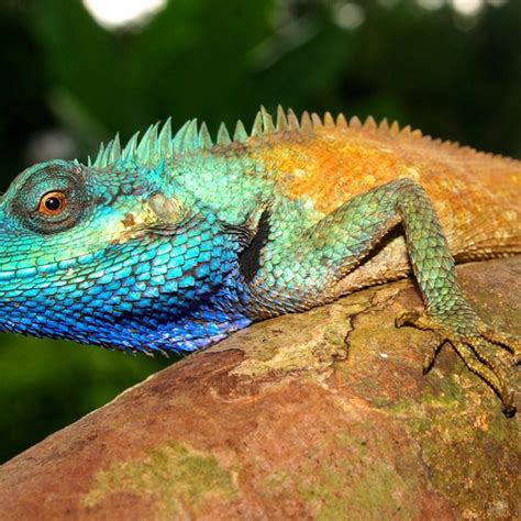 Blue Basilisk Lizard