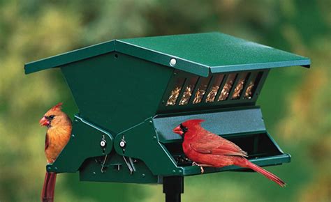 Find Out About The Best Cardinal Bird Feeder Reviews - Ways2GoGreen