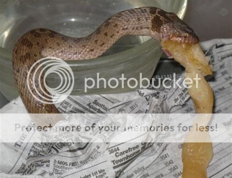 Baby Ringneck Snakes Diet - rutrackerhost