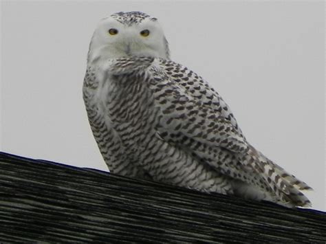 Michigan Snowy Owl | Michigan Snowy Owl at 32489 South River… | Flickr