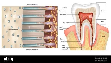 Tooth Anatomy. Cross-section of dentin. Anatomy and Histology. Dentinal ...