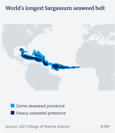 Biggest ever seaweed bloom stretches from Gulf of Mexico to Africa ...