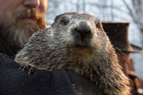 A gloomy Groundhog Day: Punxsutawney Phil says more winter - WHYY