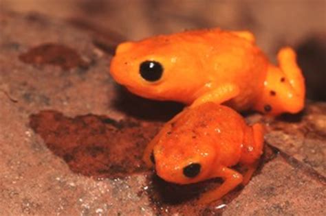 New species of poisonous, glowing ‘pumpkin’ toadlet discovered