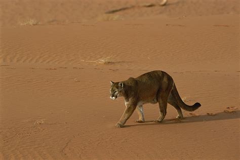 A Mountain Lion Walks Across Desert Photograph by Norbert Rosing