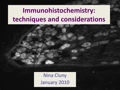 PPT - Immunohistochemistry: techniques and considerations PowerPoint ...