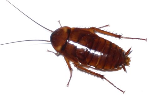 How To Identify Different Roach Species | Evans Pest Control ...