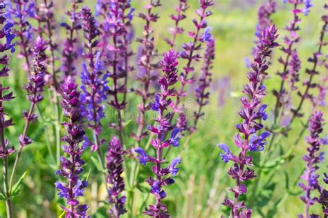 Wild sage flowers stock image. Image of herb, garden - 107603793