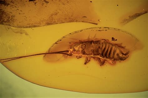 12mm Fossil Cockroach (Blattoidea) In Baltic Amber - Rare! (#123396) For Sale - FossilEra.com