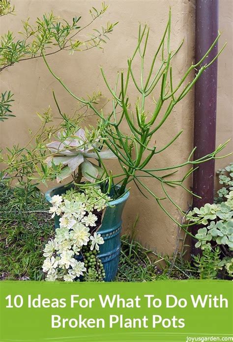 Planting Ideas For Outdoor Pots | 2019 Landscaping Ideas In Luxembourg