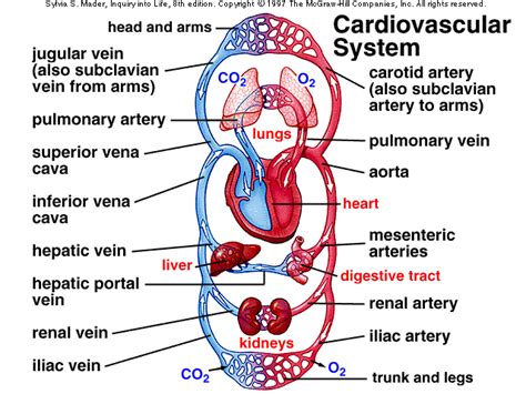 diagram of the circulatory system | Diabetes Inc.