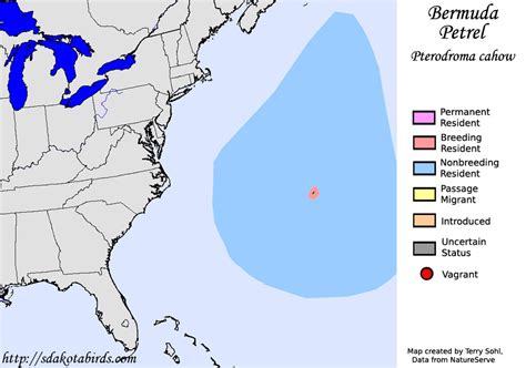 Bermuda Petrel - Species Range Map