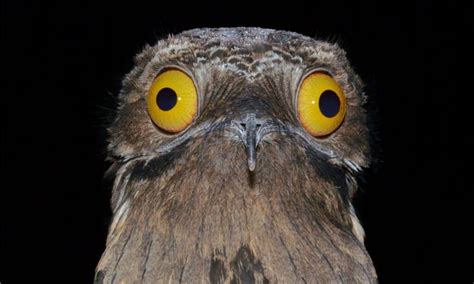 Potoo Vs. Great Potoo: 5 Key Differences About This Strange Bird