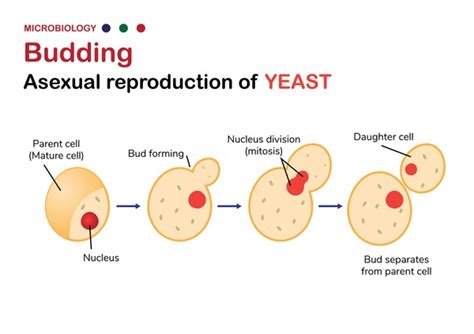 Budding Yeast Cells: Over 79 Royalty-Free Licensable Stock Vectors & Vector Art | Shutterstock