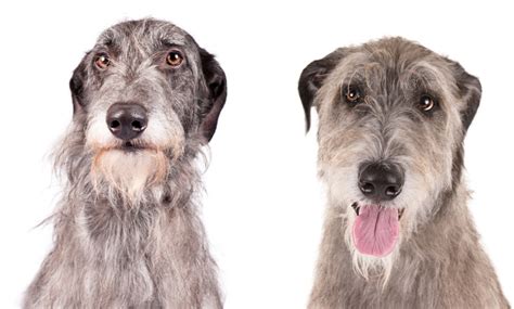 How to Tell the Difference Between the Scottish Deerhound & Irish ...