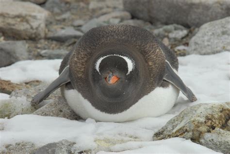 Fat Penguin | "Eat more fish," my doctor says. "It will help… | Flickr