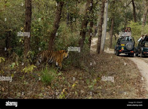 Wildlife tourism in India Stock Photo - Alamy