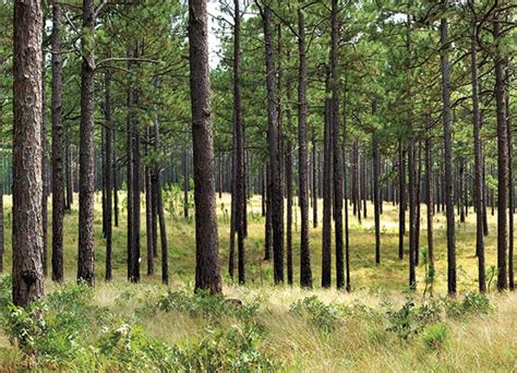 longleaf pine tree identification - It Be Fun Weblog Sales Of Photos