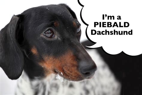 What Makes A Dachshund A Dapple