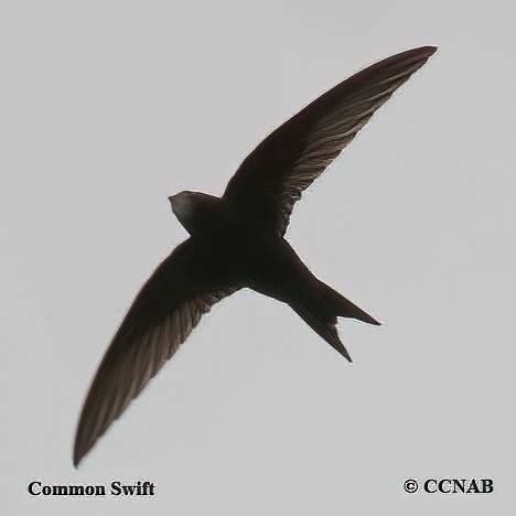 Common Swift (Apus apus) - COSW