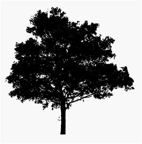 Black Tree Silhouette Transparent