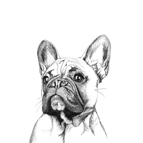 Bulldog Sketch at PaintingValley.com | Explore collection of Bulldog Sketch