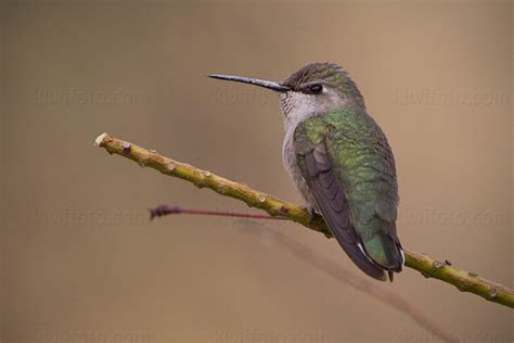 Costa's Hummingbird Pictures and Photos - Photography - Bird | Wildlife | Nature - Christopher ...