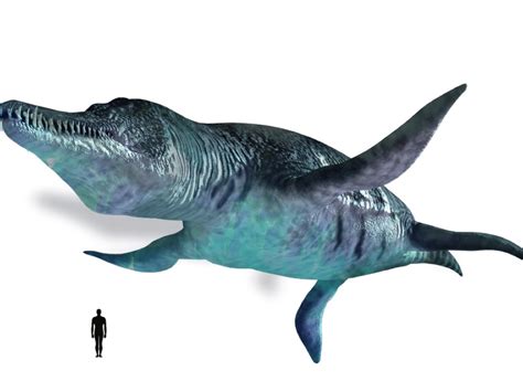 Image - Liopleurodon size.jpeg | Dinopedia | FANDOM powered by Wikia