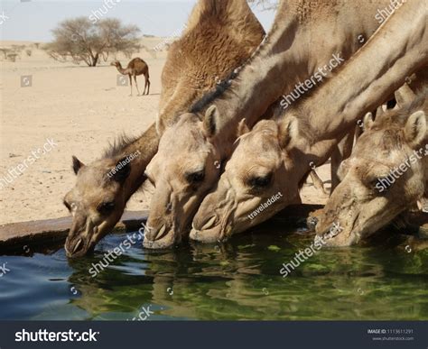 1,810 Camel Drinking Stock Photos, Images & Photography | Shutterstock