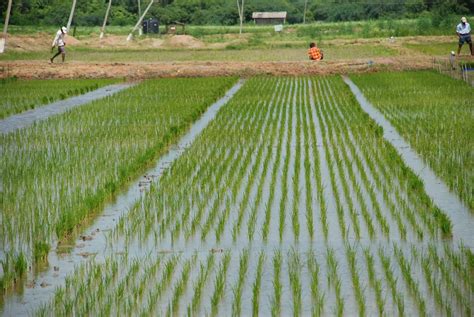 ડાંગરની ખેતી (rice cultivation) ભાગ - ૧ - સફળ કિસાન