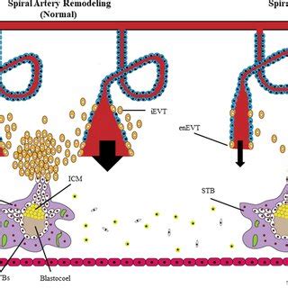 MicroRNAs: key regulators of the trophoblast function in pregnancy ...