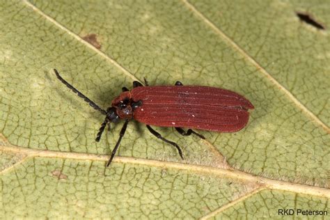 Dictyoptera aurora - Insects of the Greater Yellowstone Ecosystem | Montana State University