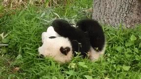 Panda Rolling In Snow GIFs | Tenor