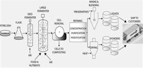 Enzyme Production