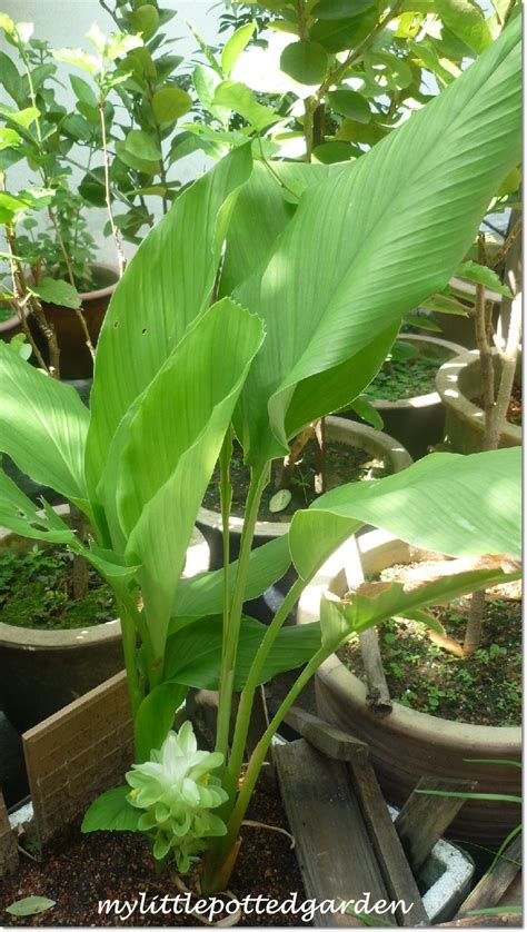 My Little Potted Garden: Beautiful Flower of The Turmeric Plant