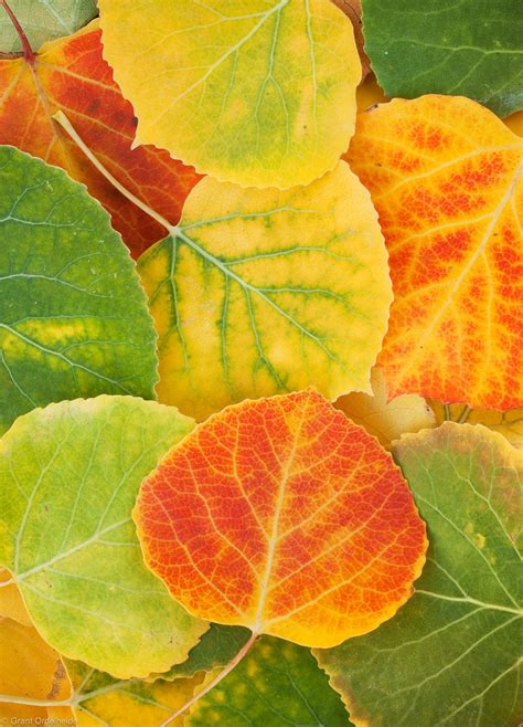 Aspen Leaves | Telluride, Colorado | Grant Ordelheide Photography